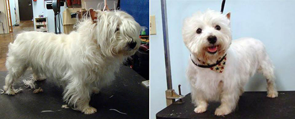 Pet Grooming Richardson TX