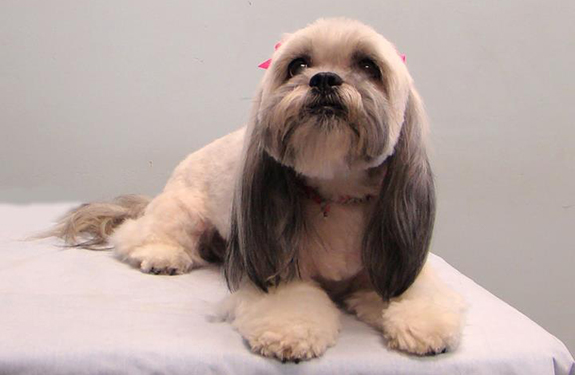 Pet Grooming Richardson TX