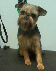 Pet Grooming Richardson TX